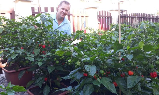 Chili a házi farmról: nem a szupererőset választják az ínyencek