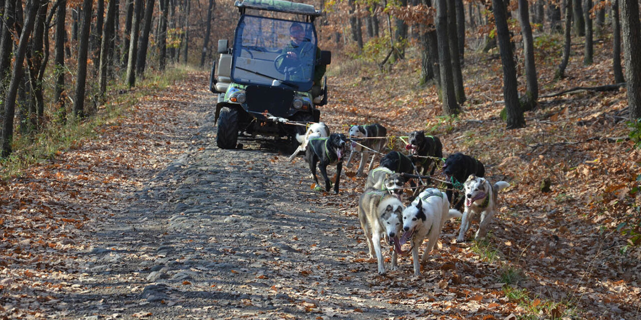 Mátrai kutyafogat: huskyk és greysterek lelkesedésből húzzák a fogatot