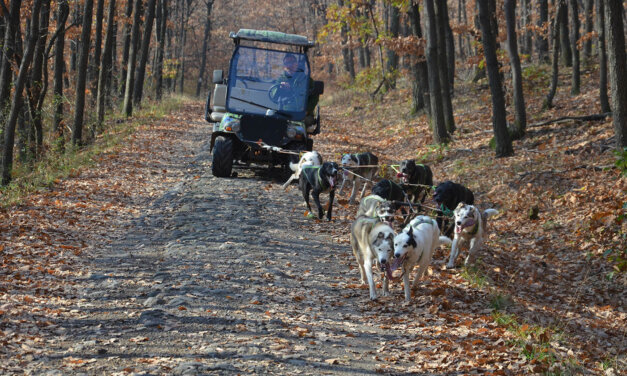 Mátrai kutyafogat: huskyk és greysterek lelkesedésből húzzák a fogatot