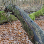 Erdőben járva: A matuzsálemek, a kidőlt holtfa is kéretik a védelmet