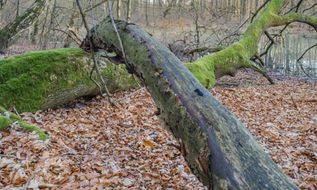 Erdőben járva: A matuzsálemek, a kidőlt holtfa is kéretik a védelmet