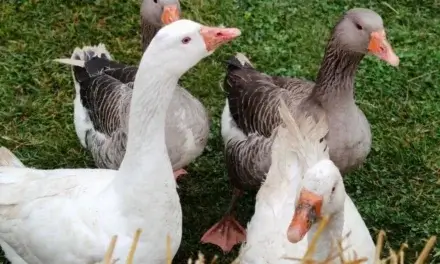 Márton napi hagyományaink után mentünk: Ma a libáknak állt a világ!
