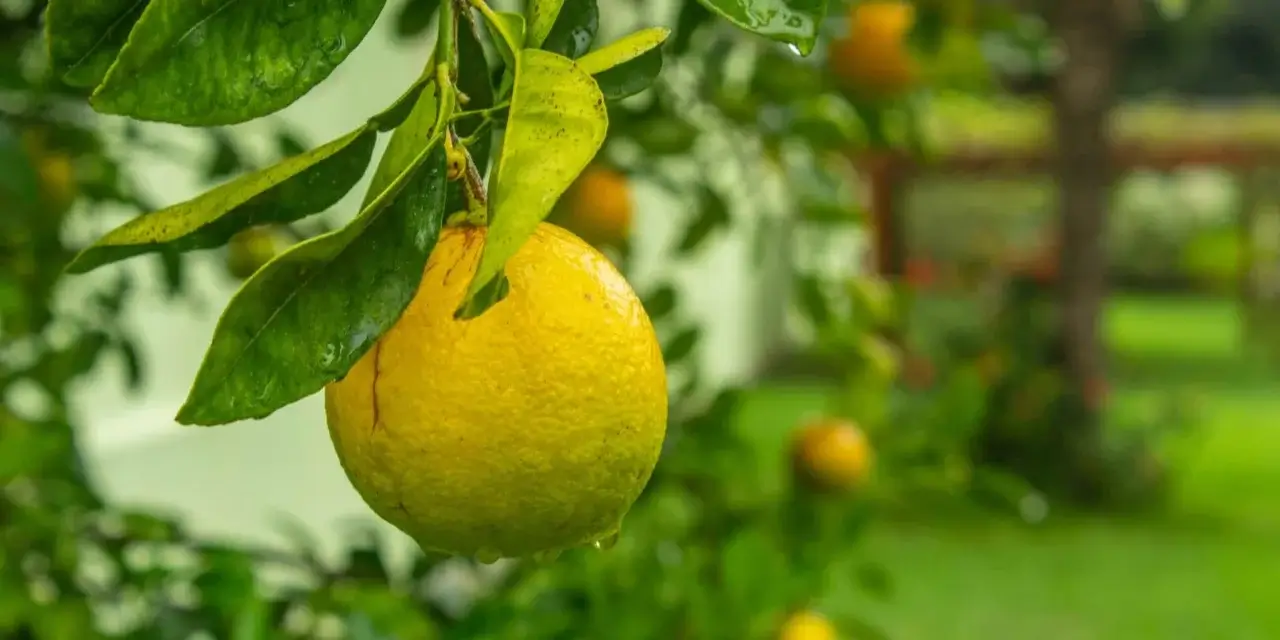 Főszerepben a citrom gyümölcse, ami megfűszerezheti az életünket