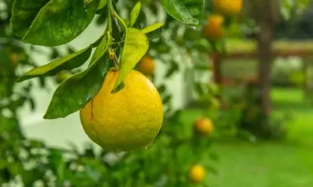 Főszerepben a citrom gyümölcse, ami megfűszerezheti az életünket