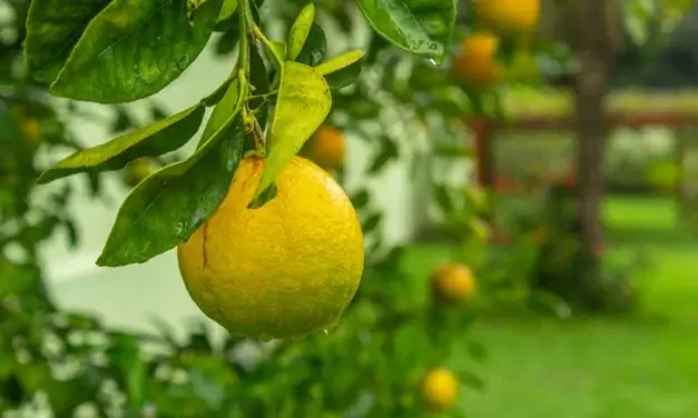 Főszerepben a citrom gyümölcse, ami megfűszerezheti az életünket